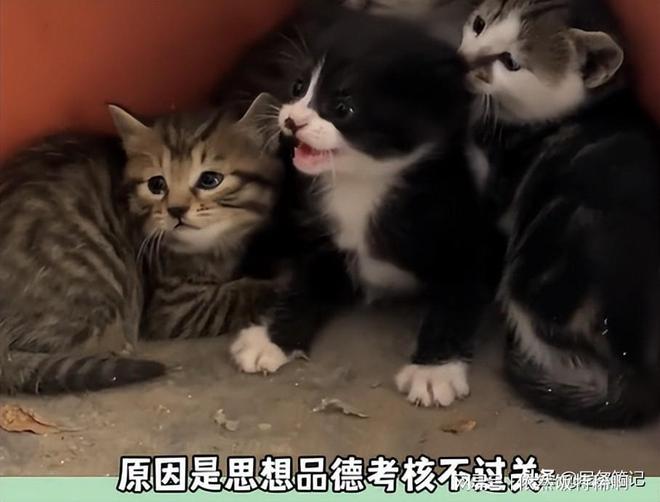 警惕网络上的虐小猫最新现象